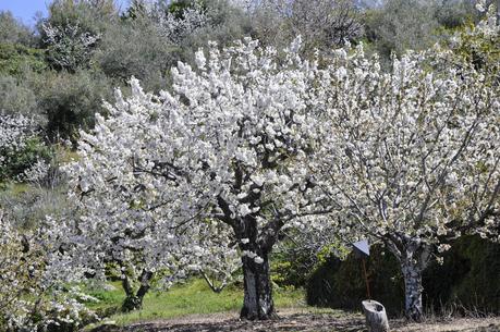 EL VALLE DEL JERTE: POR FIN LOS CEREZOS EN FLOR