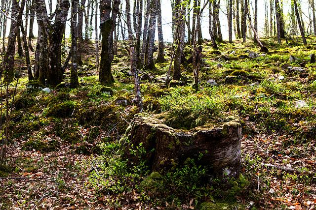 Bosque de Hayacorva - Montes de Ucieda