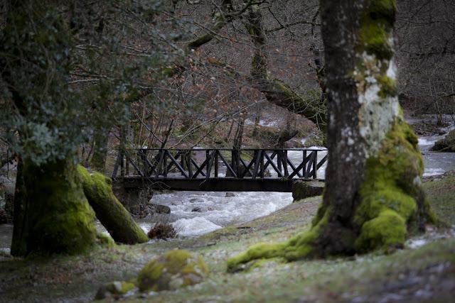 Bosque de Hayacorva - Montes de Ucieda