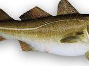 Bacalao skrei temporada (febrero-abril)