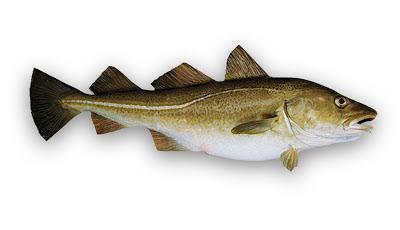 BACALAO SKREI DE TEMPORADA (FEBRERO-ABRIL)