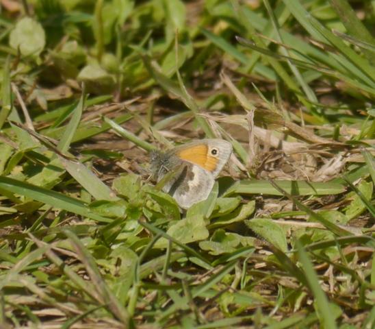 Ninfa de Linneo y otras