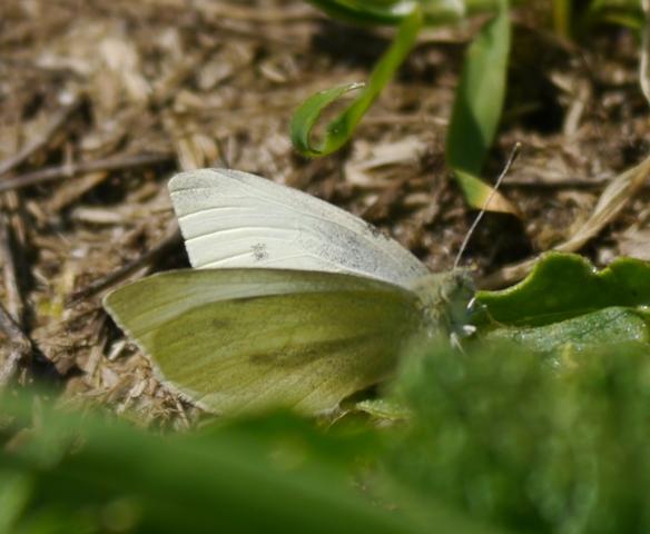 Ninfa de Linneo y otras