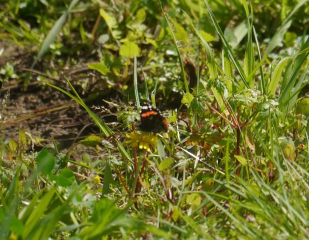 Ninfa de Linneo y otras