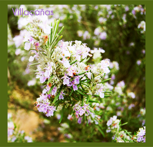 fotografía flores moradas primavera