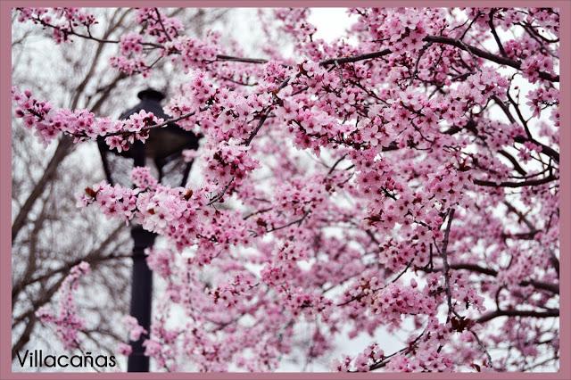 fotografía almendros en flor