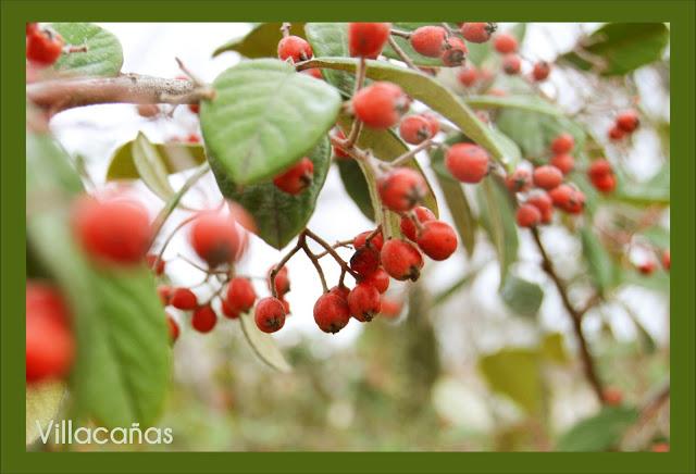 fotografía de primavera