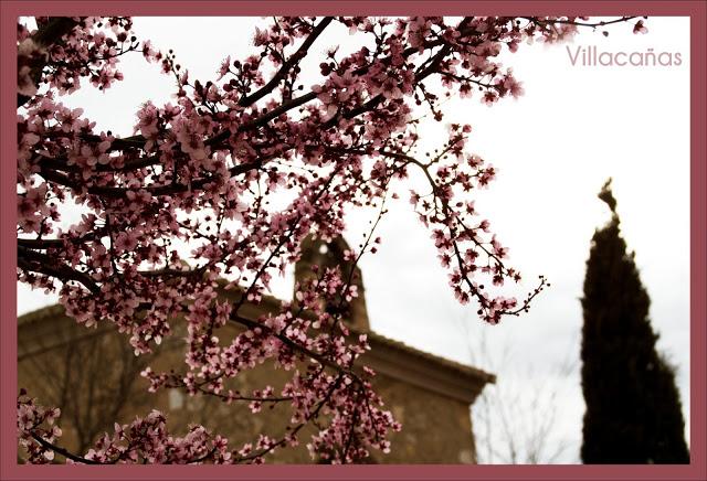 fotografía almendros rosas en flor
