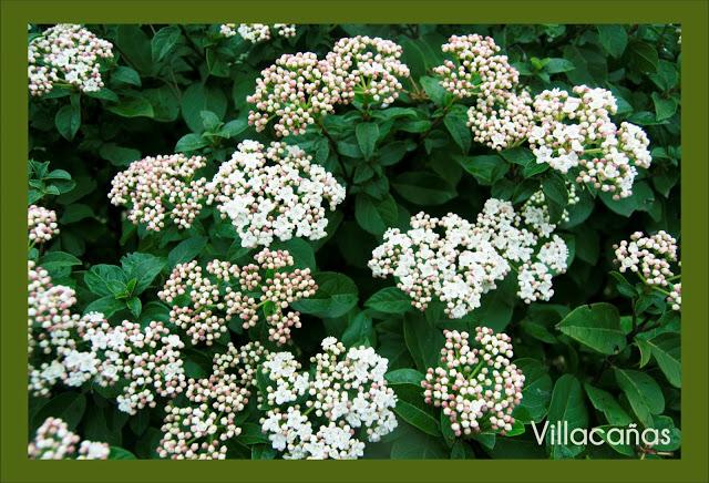 fotos de flores blancas y verdes