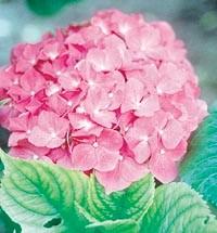 HORTENSIA