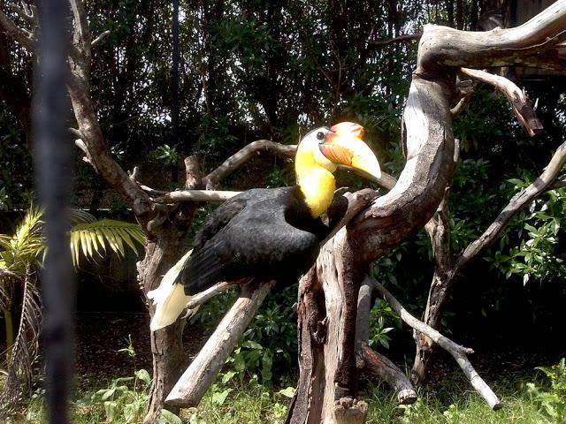 Zoo de Lagos (parte II)