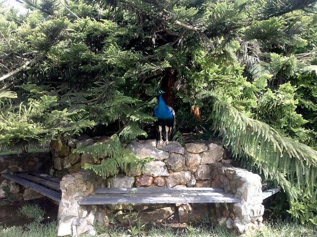 Zoo de Lagos (parte II)