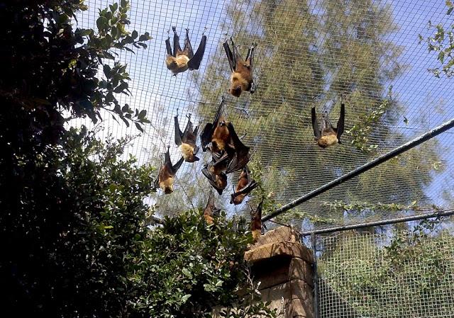 Zoo de Lagos (parte II)