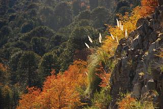 ARGENTINA: SEMANA SANTA EN EL SUR DE NEUQUEN