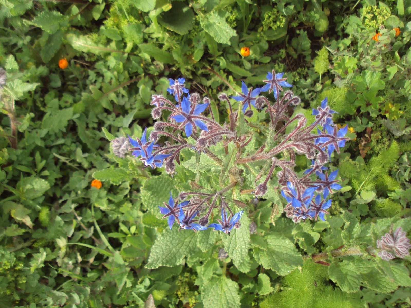 FLORECE LA PRIMAVERA