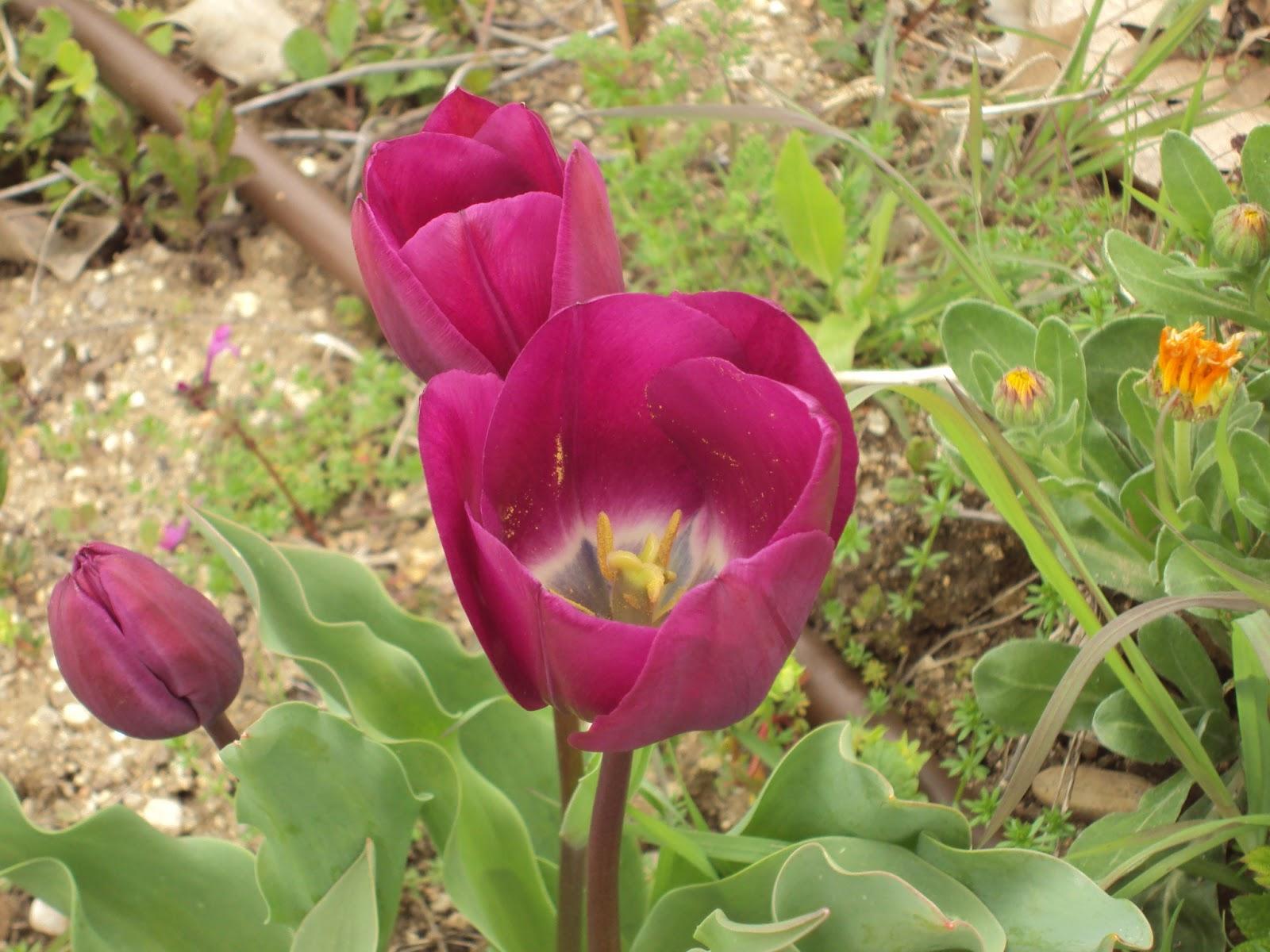 FLORECE LA PRIMAVERA