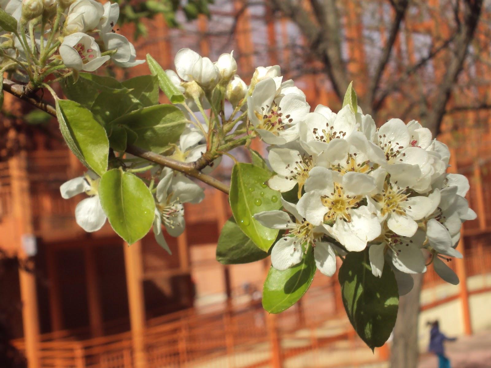 FLORECE LA PRIMAVERA