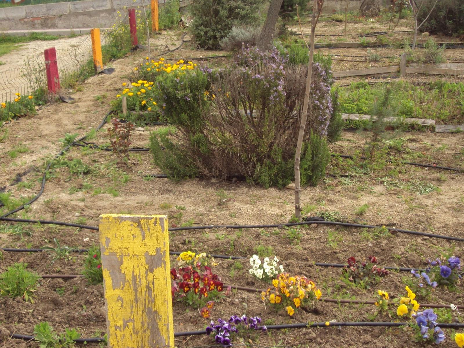 FLORECE LA PRIMAVERA