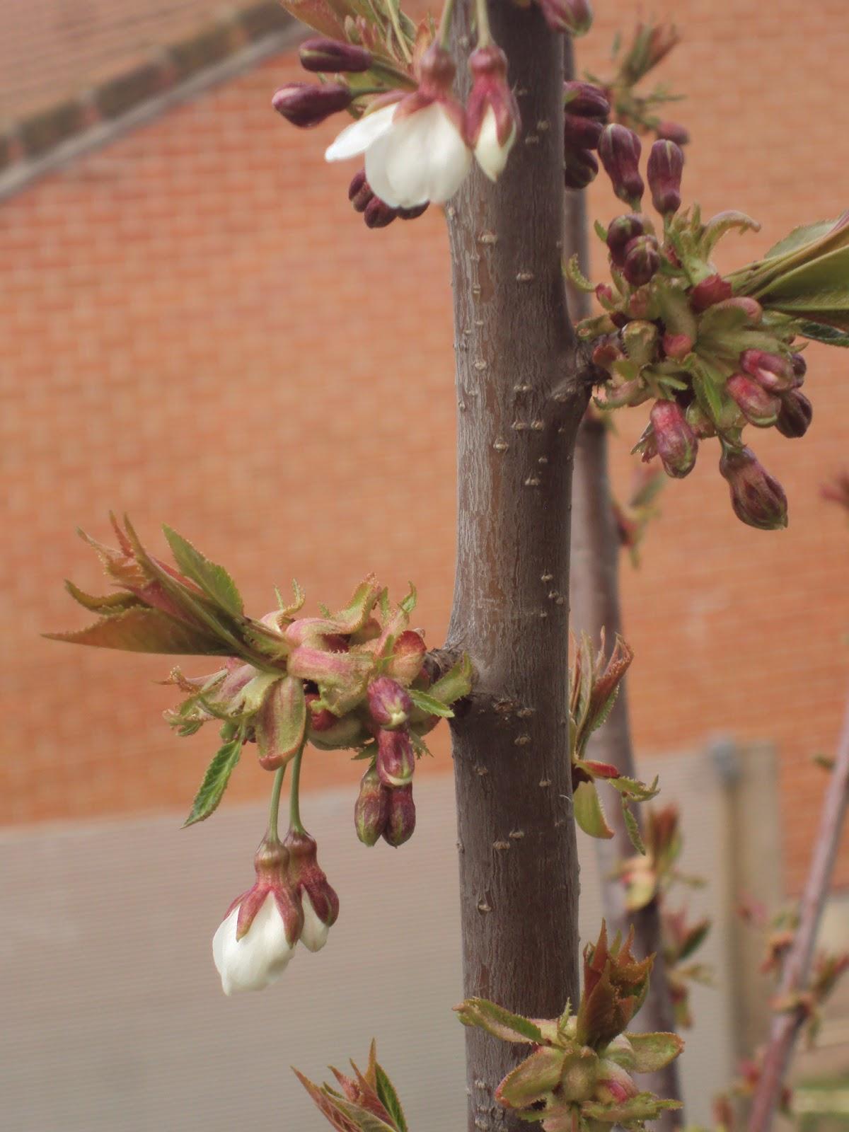 FLORECE LA PRIMAVERA