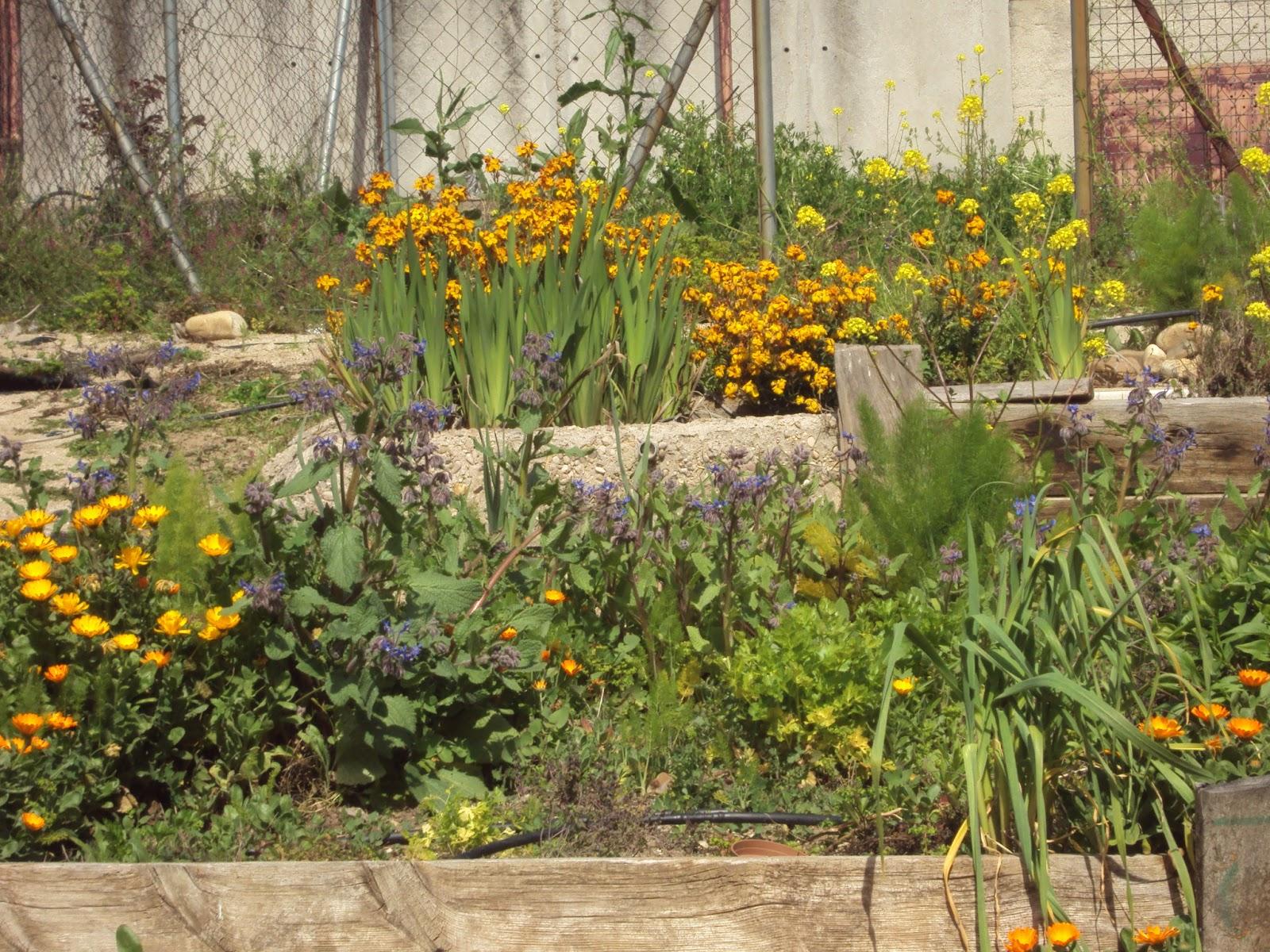 FLORECE LA PRIMAVERA