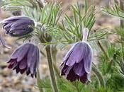 Flor Viento, Pulsatilla