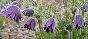 Flor del Viento, Pulsatilla