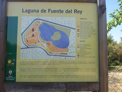 Anillamiento científico en la Laguna de Fuente del Rey (Dos Hermanas, Sevilla) - Bird ringing in Fuente del Rey Lagoon