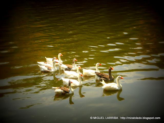 El Tajo de los poetas