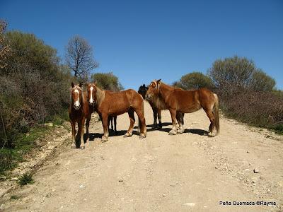 Peña Quemada desde La Acebeda, Sierra Norte de Madrid 14-4-13