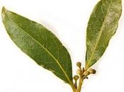 Cómo tratar problemas estomacales mediante remedios naturales