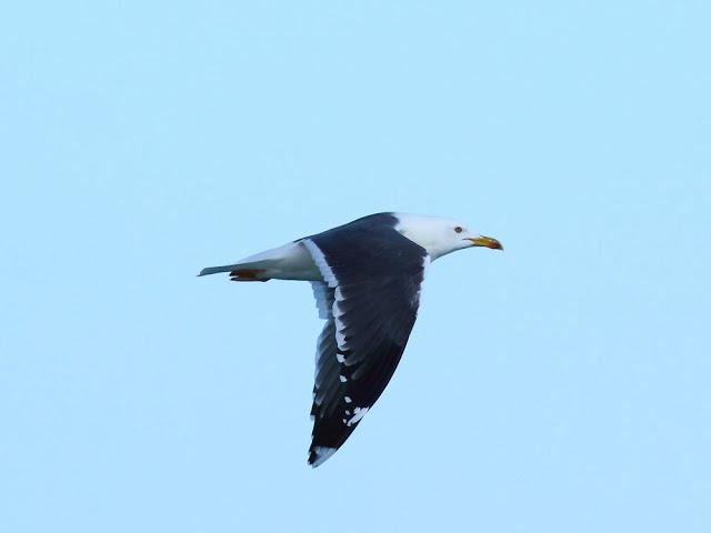WONDERFUL THE MEDITERRANEAN GULLS 1º-LAS MARAVILLOSAS GAVIOTAS DEL MEDITERRANEO I