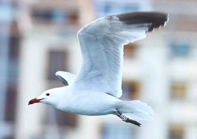 WONDERFUL THE MEDITERRANEAN GULLS 1º-LAS MARAVILLOSAS GAVIOTAS DEL MEDITERRANEO I
