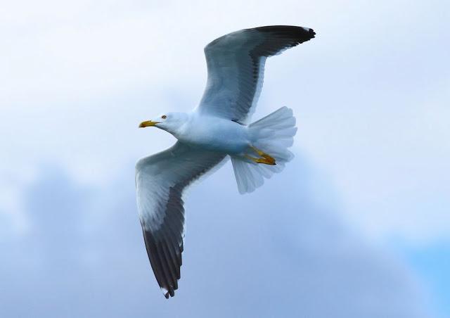 WONDERFUL THE MEDITERRANEAN GULLS 1º-LAS MARAVILLOSAS GAVIOTAS DEL MEDITERRANEO I