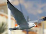 WONDERFUL MEDITERRANEAN GULLS 1º-LAS MARAVILLOSAS GAVIOTAS MEDITERRANEO