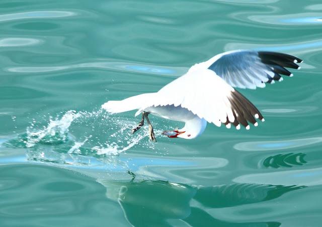 WONDERFUL THE MEDITERRANEAN GULLS 1º-LAS MARAVILLOSAS GAVIOTAS DEL MEDITERRANEO I
