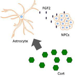 Un poco de estrés es bueno astrocytes350