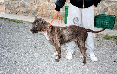 American stanford viejecita, ha acabado en una fría perrera (Murcia)