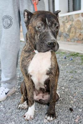 American stanford viejecita, ha acabado en una fría perrera (Murcia)