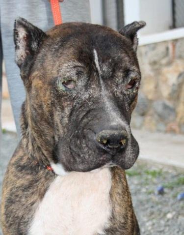 American stanford viejecita, ha acabado en una fría perrera (Murcia)