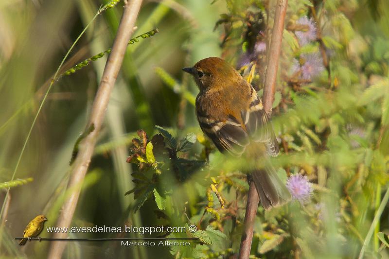 Mosqueta estriada (Bran-colored Flycatcher) Mosqueta estriada (Bran-colored Flycatcher)