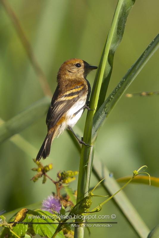 Mosqueta estriada (Bran-colored Flycatcher) Mosqueta estriada (Bran-colored Flycatcher)