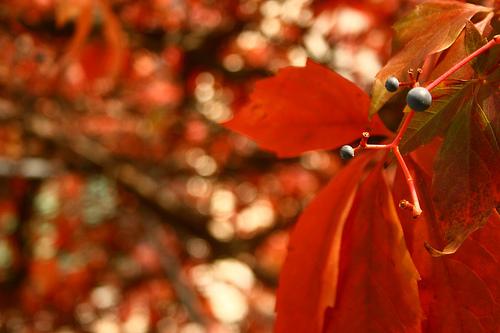Plantas medicinales para mejorar tu salud