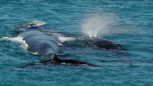 a las ballenas les afectan las armas de prospección sísmica