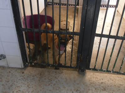 Pupy, perdido en Nervión ¿os suena? ESTÁ EN EL ZOOSANITARIO DE SEVILLA.