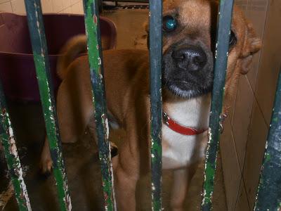 Pupy, perdido en Nervión ¿os suena? ESTÁ EN EL ZOOSANITARIO DE SEVILLA.