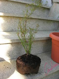 Cómo trasplantar un rosal en maceta. Procedimiento útil para plantones y minis.