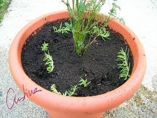 Cómo trasplantar un rosal en maceta. Procedimiento útil para plantones y minis.