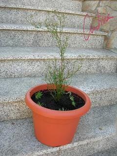 Cómo trasplantar un rosal en maceta. Procedimiento útil para plantones y minis.