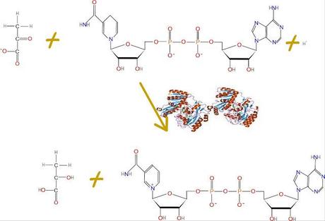 Fermentación Láctica