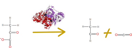 Fermentación alcohólica
